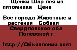 Щенки Шар пея из питомника › Цена ­ 25 000 - Все города Животные и растения » Собаки   . Свердловская обл.,Полевской г.